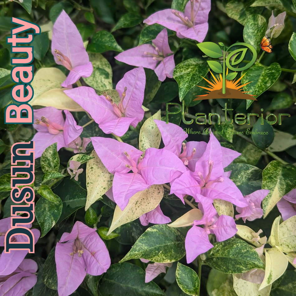 ডুসান বিউটি বাগানবিলাস | Dusun Beauty Bougainvillea | Halka Beguni Baganbilash