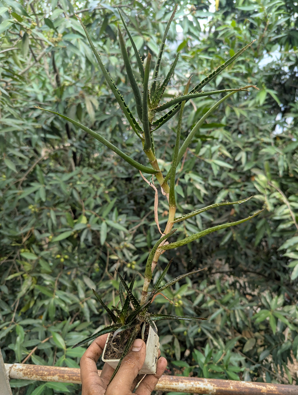 অ্যালো আর্বোরেসেন্স চারা | Aloe Arborescens Plant