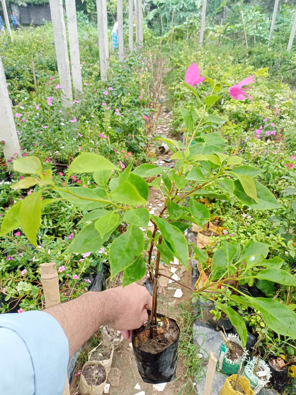 সিঙ্গাপুরি পিংক বাগানবিলাস | Singapore Pink Bougainvillea | Singapore Pink Baganbilash