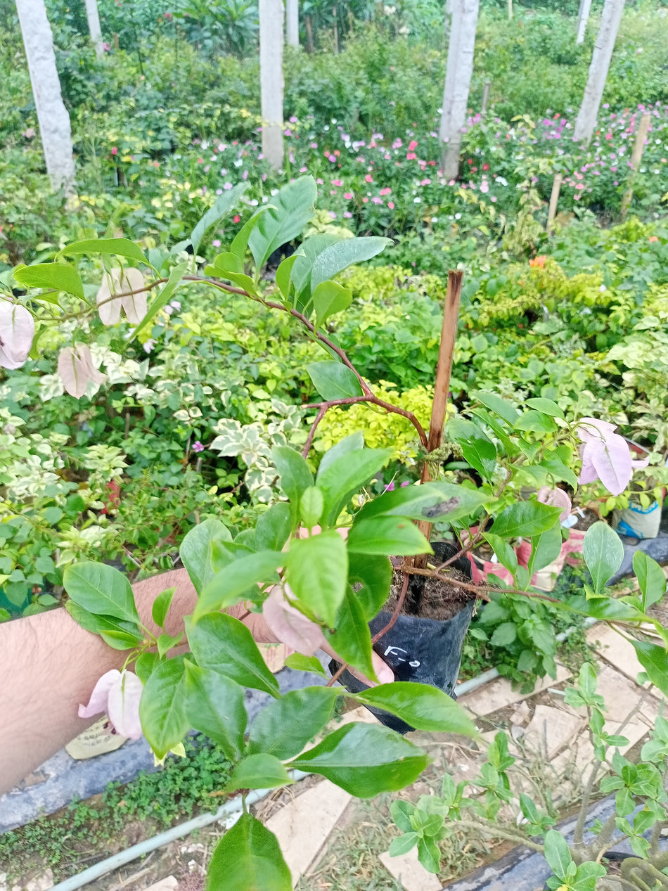 ফরমোসা বাগানবিলাস | Formosa Bougainvillea | Formosa Baganbilash | High blooming Bougainvillea | গোলাপি বাগানবিলাস