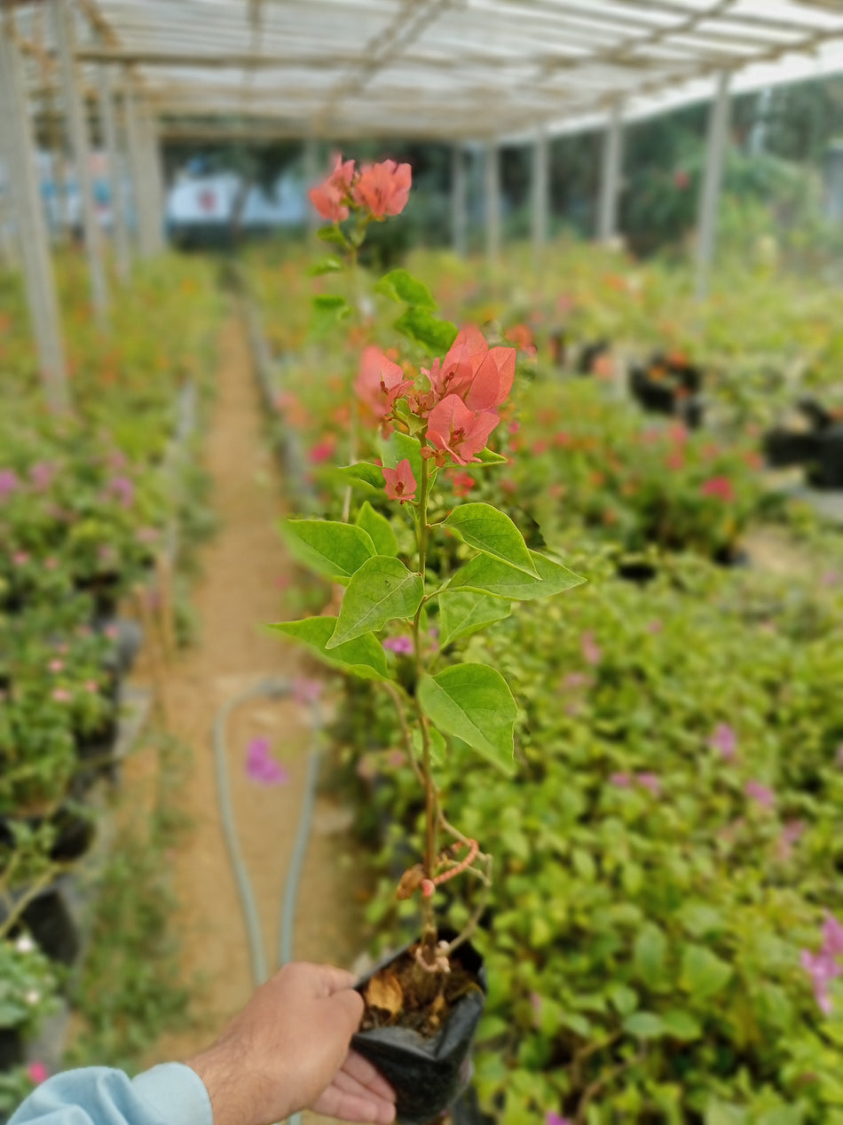 জাকিরানা বাগানবিলাস | Zakirana Bougainvillea | High Blowing Bougainvillea | অরেঞ্জ বাগানবিলাস