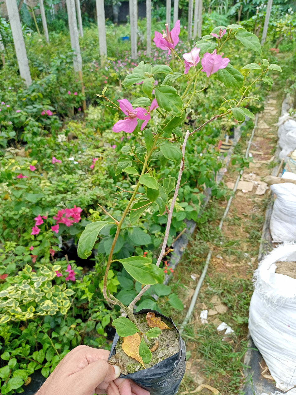 বিদ্যাদারী বাগানবিলাস | Bidadari Bougainvillea