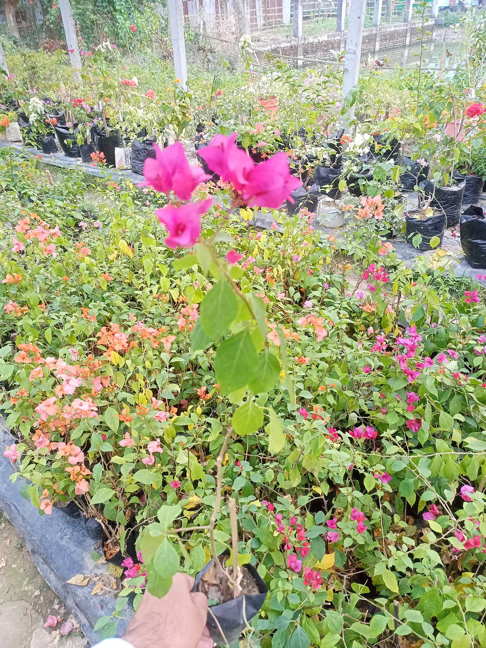 ভায়োলেট সেপ্টেম্বর / ভিয়েতনাম স্প্লাশ বাগানবিলাস | Violet September / Vietnam Splash Bougainvillea | Baganbilash
