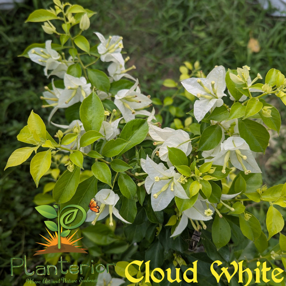 ক্লাউড হোয়াইট বাগানবিলাস | Cloud White Bougainvillea | Sada Baganbilash
