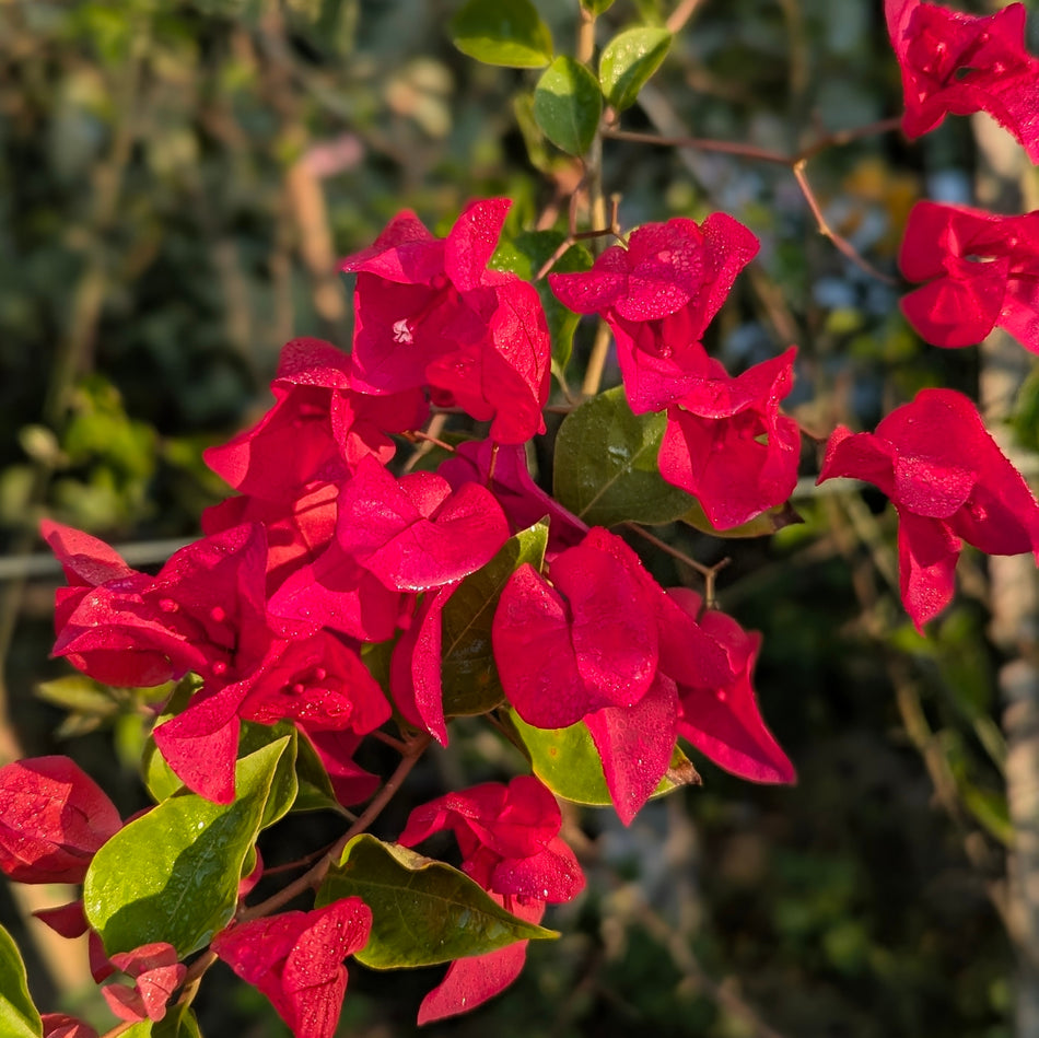 চিলি রেড বাগানবিলাশ | Chili Red Bougainvillea | Chili Red Baganbilash | High Blowing Bougainvillea | লাল বাগানবিলাস