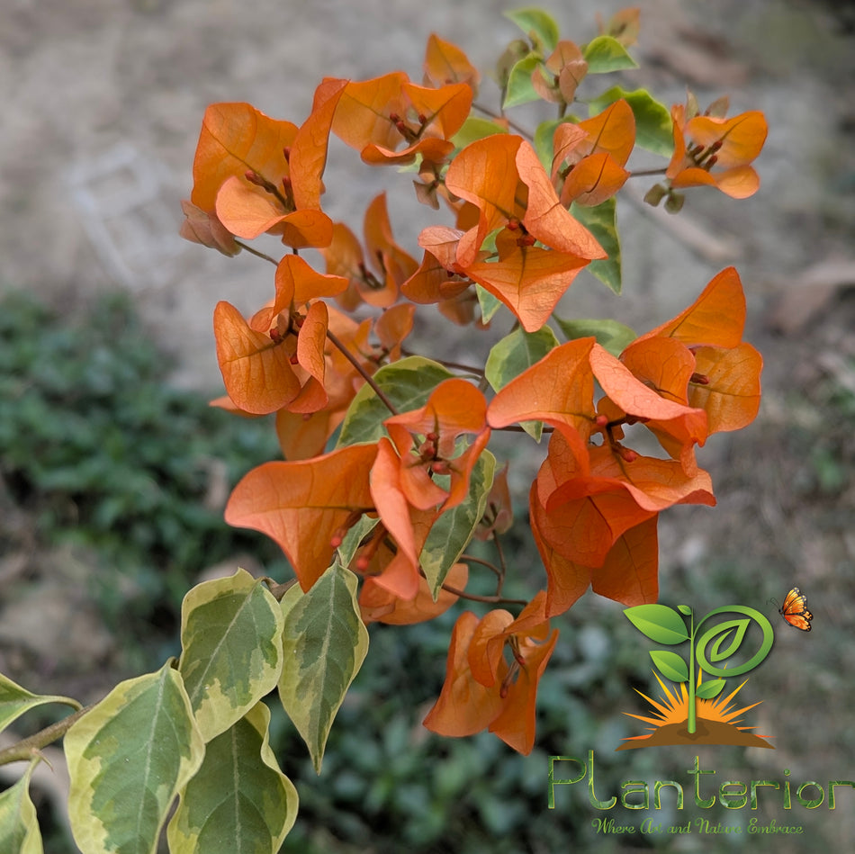 চিলি অরেঞ্জ ভ্যারিগেটেড বাগানবিলাস | Chili Orange Variegated Baganbilash Grafted | Chili Orange Variegated Bougainvillea | অরেঞ্জ বাগানবিলাস