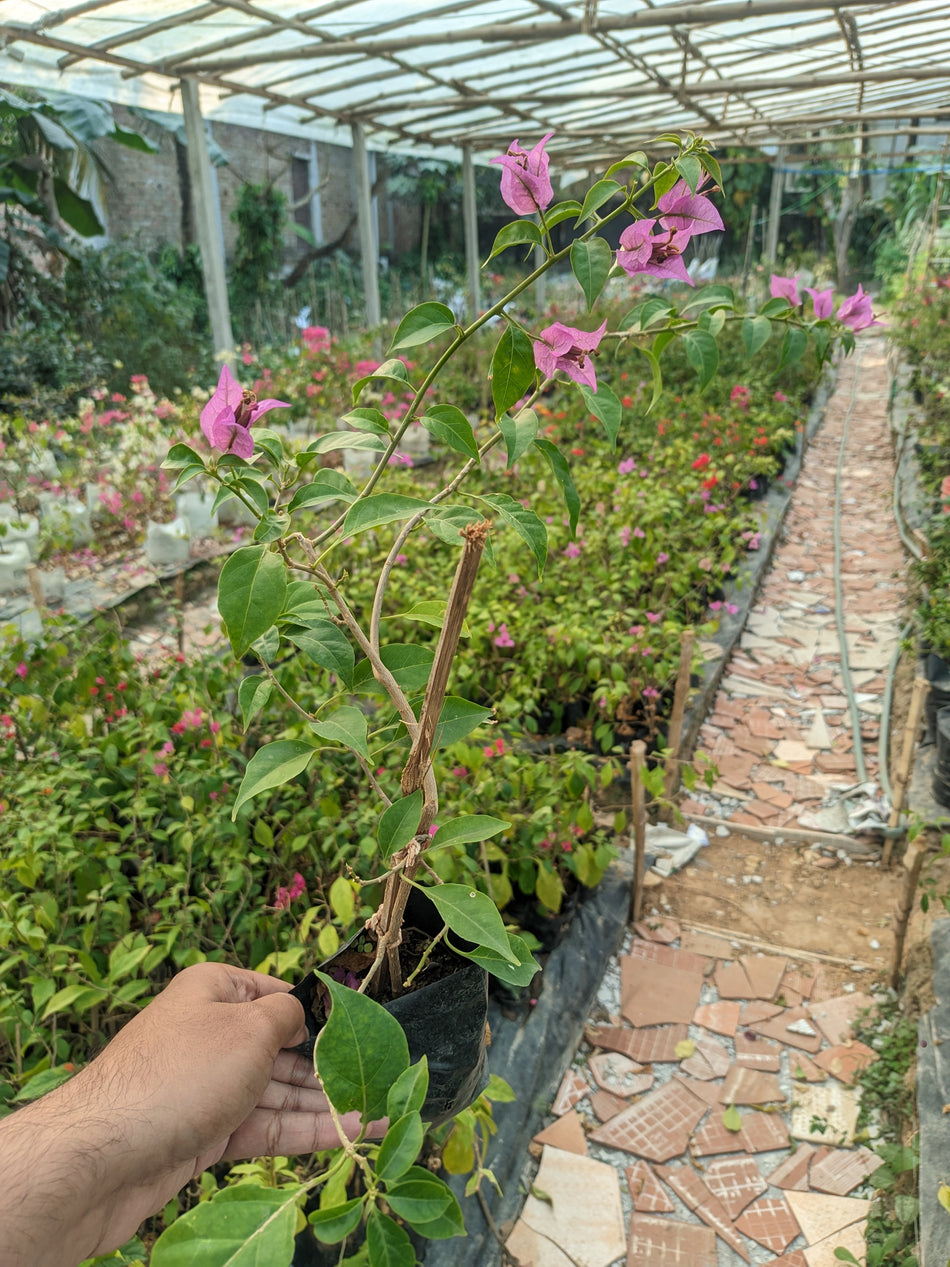 পার্পল স্টার বাগানবিলাস | Purple Star Bougainvillea | Purple Star Baganbilash