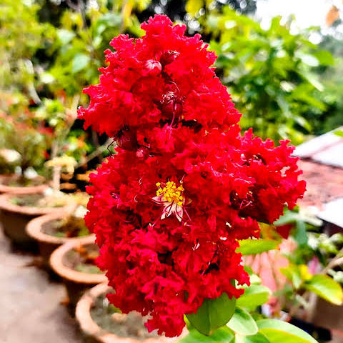লাল চেরি ফুলের চারা | লাল ফুরুস | Crepe Myrtle Red Plant