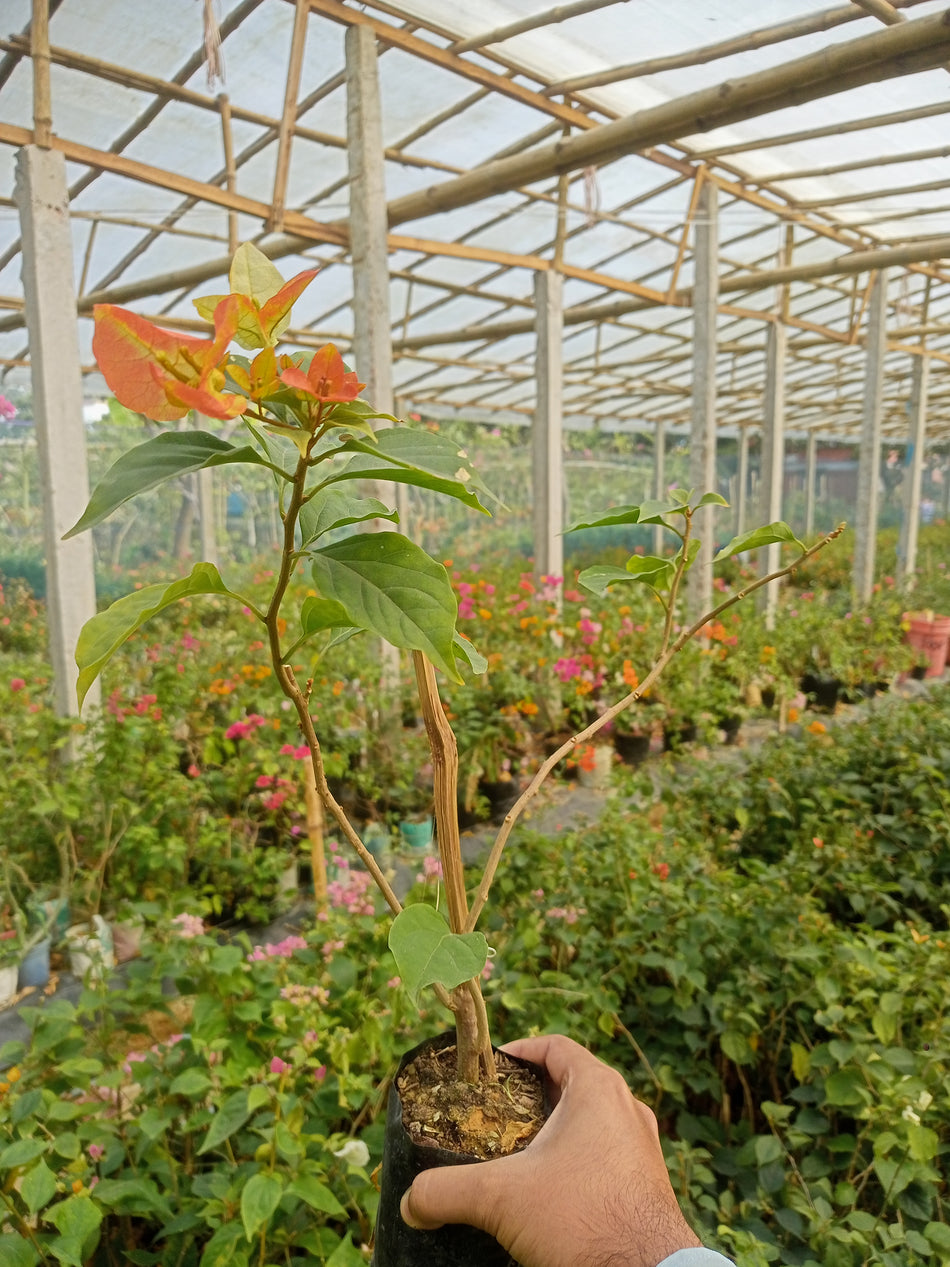 থ্রি স্টার বাগানবিলাশ  | Three Star Bougainvillea | Color Changing Bougainvillea