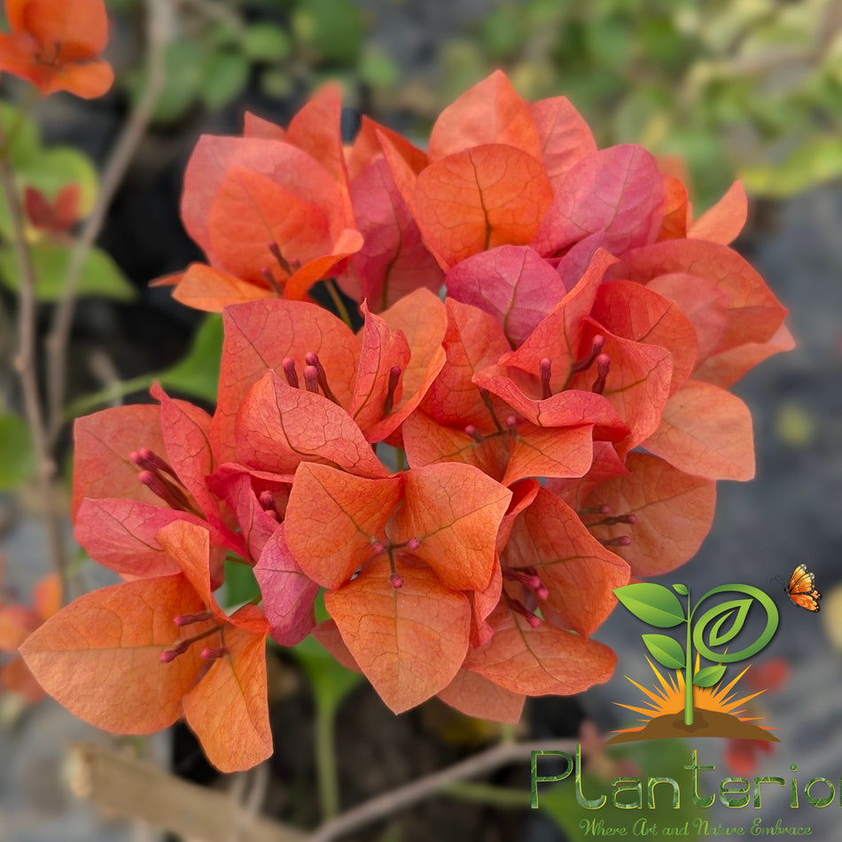 নেসক্যাফে বাগানবিলাশ | Nescafe Bougainvillea (Grafted) | New Variety Bougainvillea