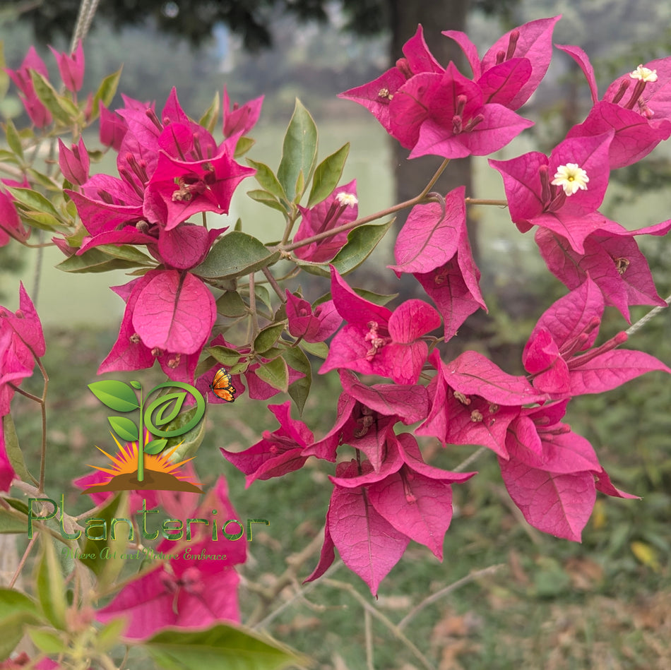 স্পাইরাল বর্নিও বাগানবিলাস | Spiral Borneo Bougainvillea