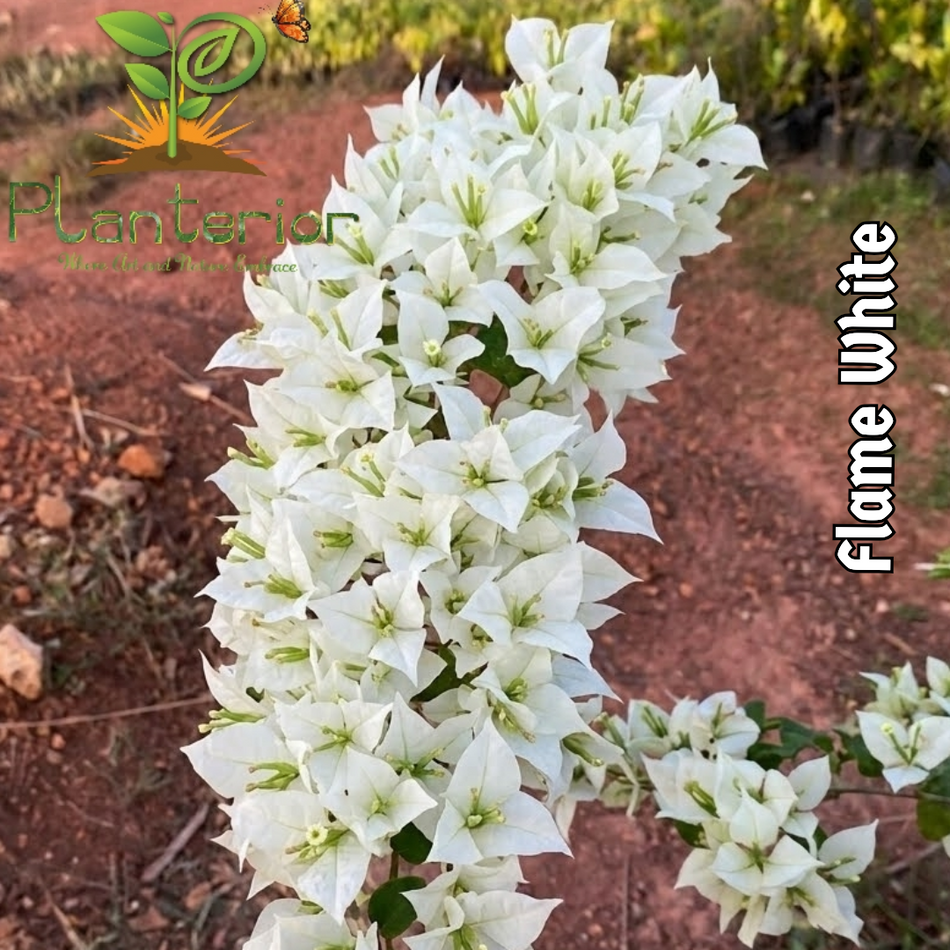 ফ্লেম হোয়াইট বাগানবিলাস | Flame White Bougainvillea | Flame White Baganbilash
