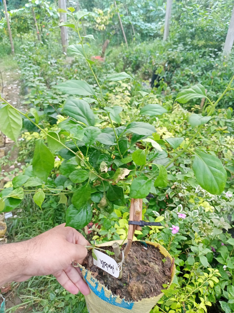 অরেঞ্জ ওয়ানডার বাগানবিলাস | Orange Wonder Baganbilash | Orange Wonder Bougainvillea Grafted
