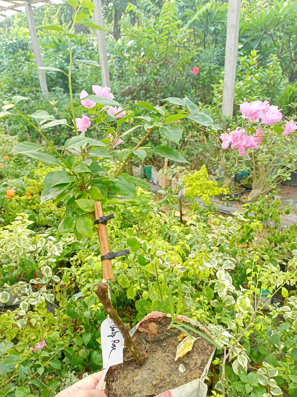 বেবি রোজ বাগানবিলাস । Baby Rose Bougainville । এক্সক্লুসিভ পিংক কালার