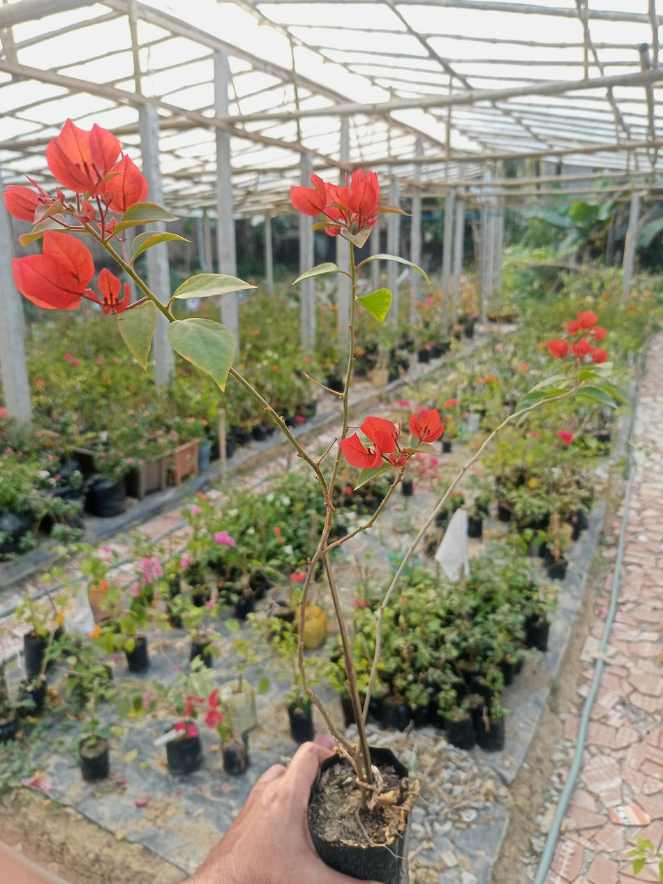 বারবারা ক্রাষ্ট বাগানবিলাস | Barbara Krast Bougainvillea | লাল বাগানবিলাস