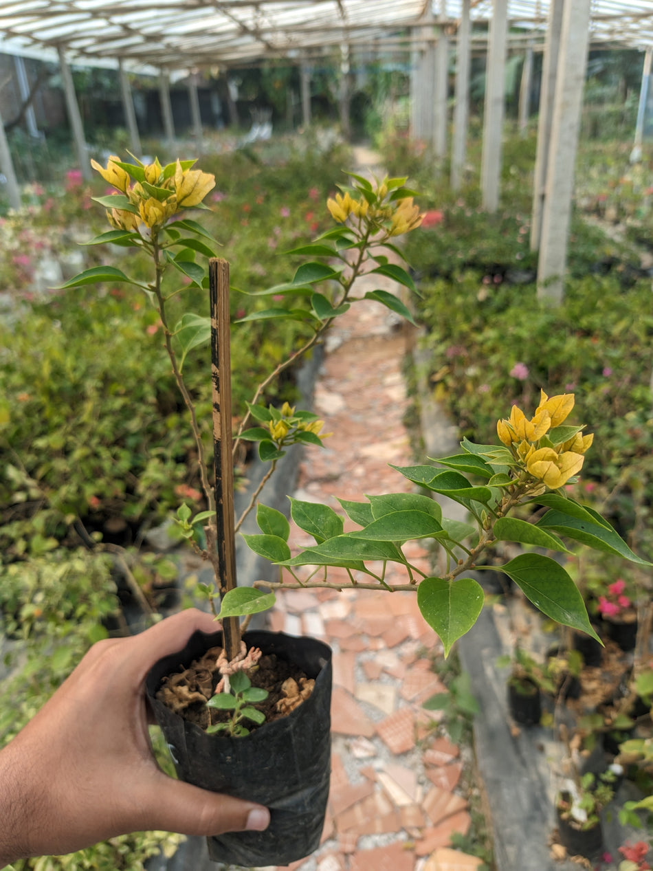 জুয়েল ইয়োলো বাগানবিলাস | Jewel Yellow Bougainvillea Plant | Jewel Yellow Baganbilash | হলুদ বাগানবিলাস