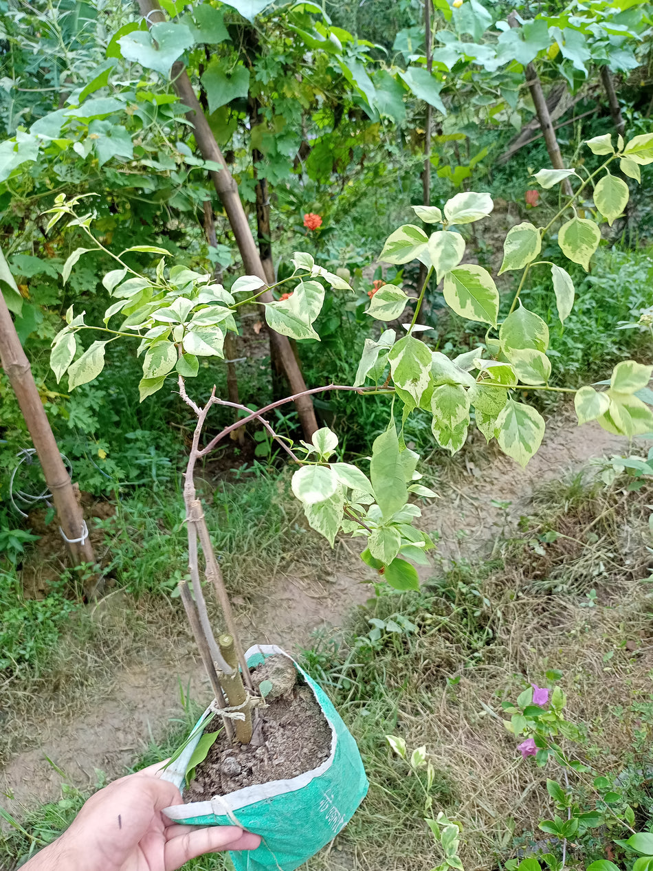 রেইনবো ভেরিগেটেড বাগানবিলাস | Rainbow Varigrated Baganbilash | Rainbow Varigrated Bougainvillea Grafted