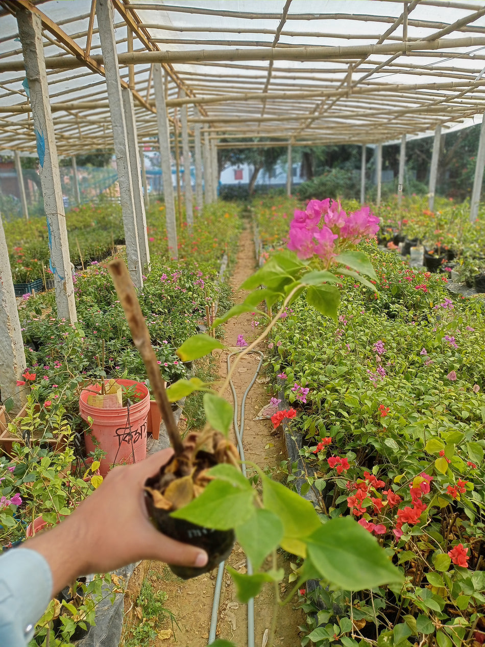 পিভি সেন বাগানবিলাস | PV Sen Bougainvillea | PV Sen Baganbilash | লাল বাগানবিলাস