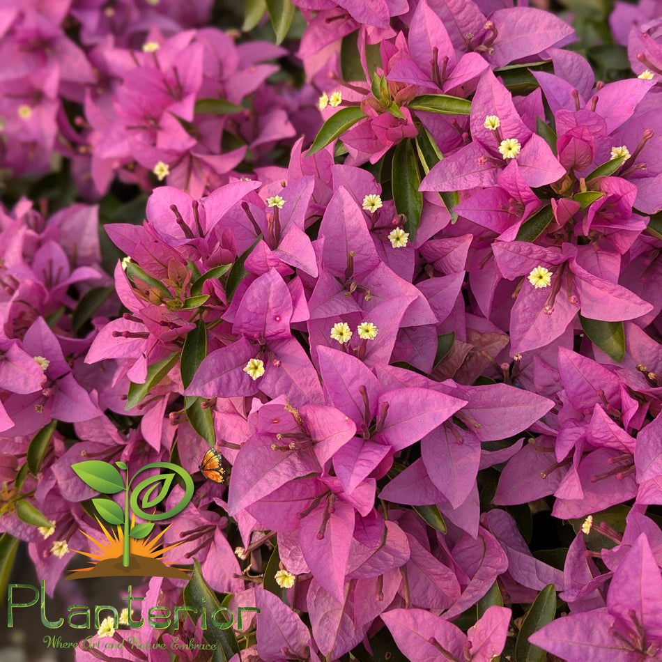 সিলুইট বাগানবিলাস | Silhouette Baganbilash | Silhouette Bougainvillea | গোলাপি বাগানবিলান