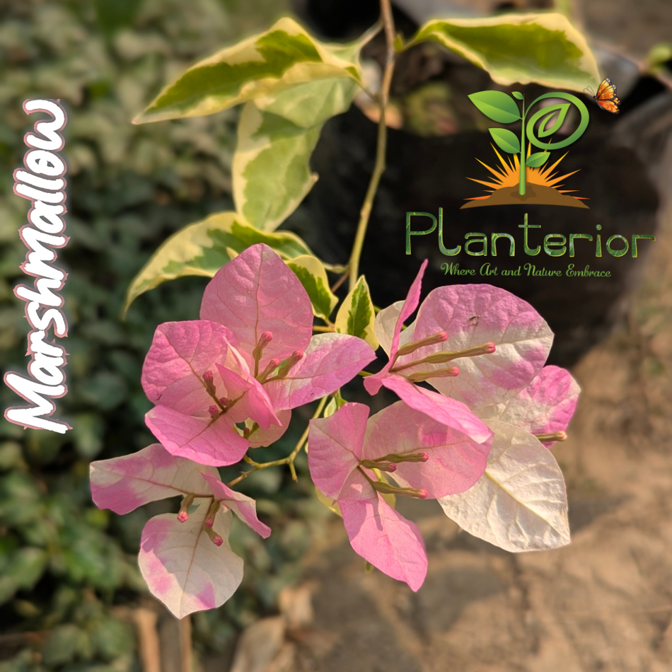 মার্শম্যালো বাগানবিলাস | Marshmallow Bougainvillea | Rare Baganbilash