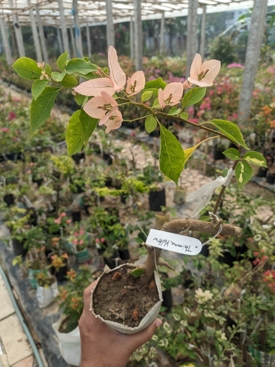 থিমা ইয়েলো বাগানবিলাস | Thimma Yellow Baganbilash | Thimma Yellow Bougainvillea Grafted