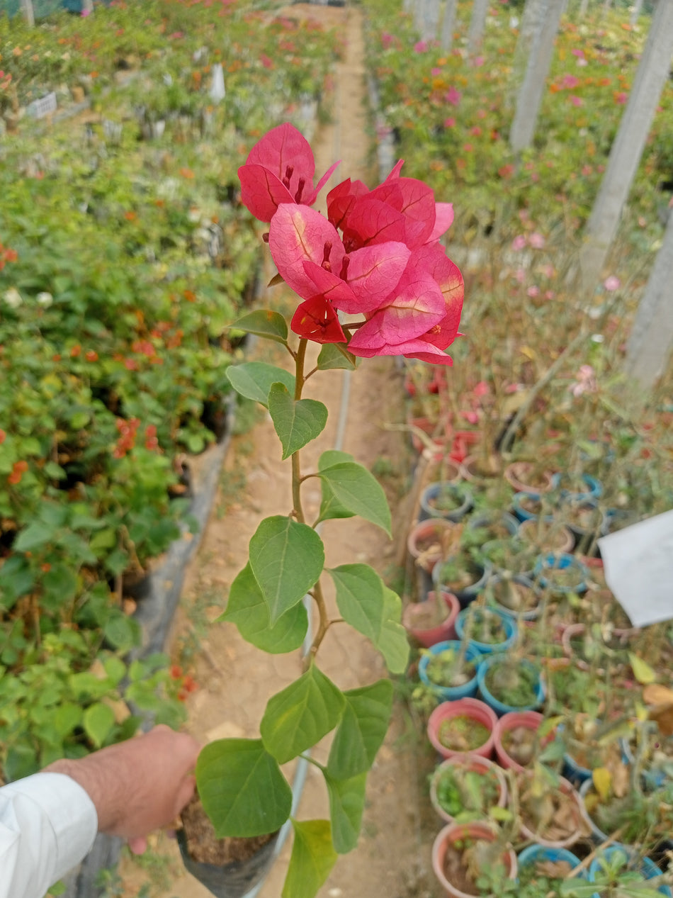 চিত্রা বাগানবিলাস | চিত্রা ইন্ডিয়ান বাগানবিলাশ | Chitra Indian Bougainvillea | Chitra Bougainvillea