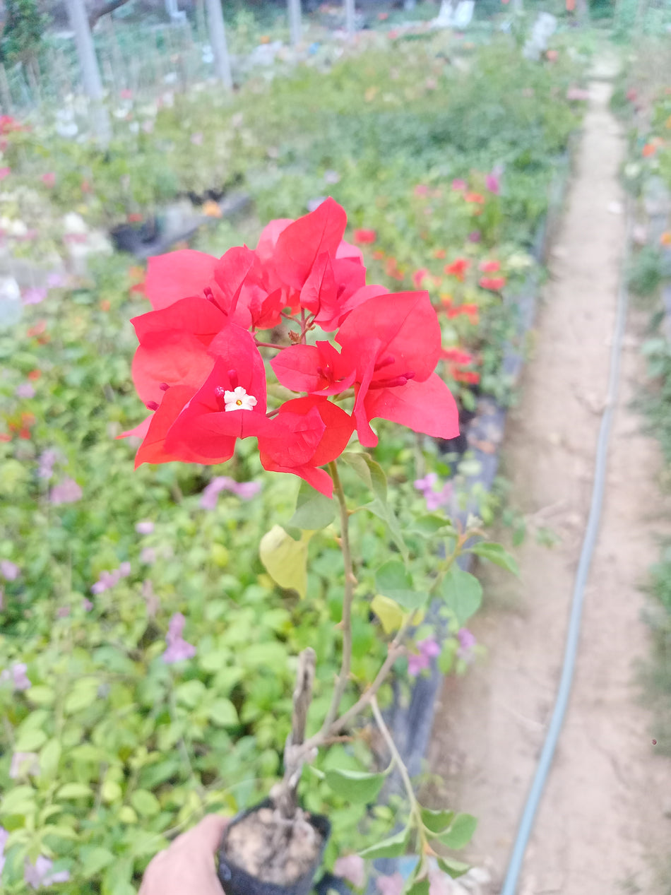 রয়েল ডাউফিন বাগানবিলাস | Royal Dauphine Bougainvillea । Red Variegated Baganbilash । লাল বাগানবিলাস