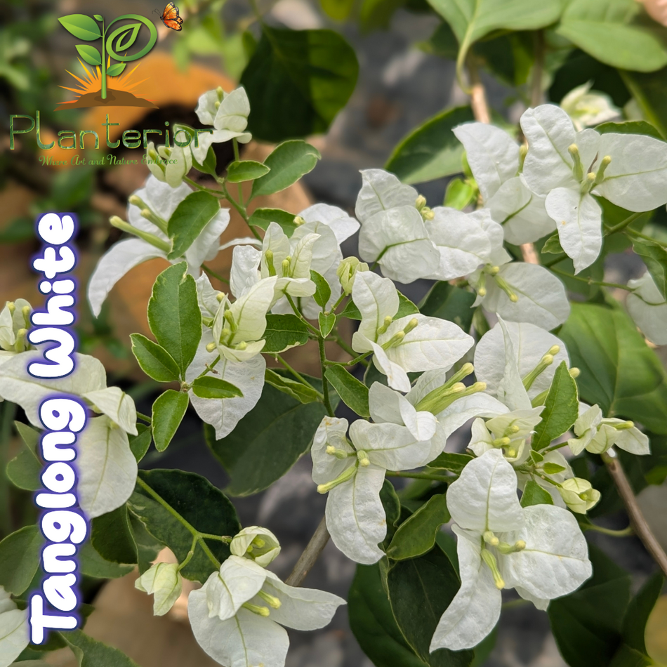 ট্যাংলং হোয়াইট বাগানবিলাস | Tanglong White Bougainvillea | সাদা বাগানবিলাস