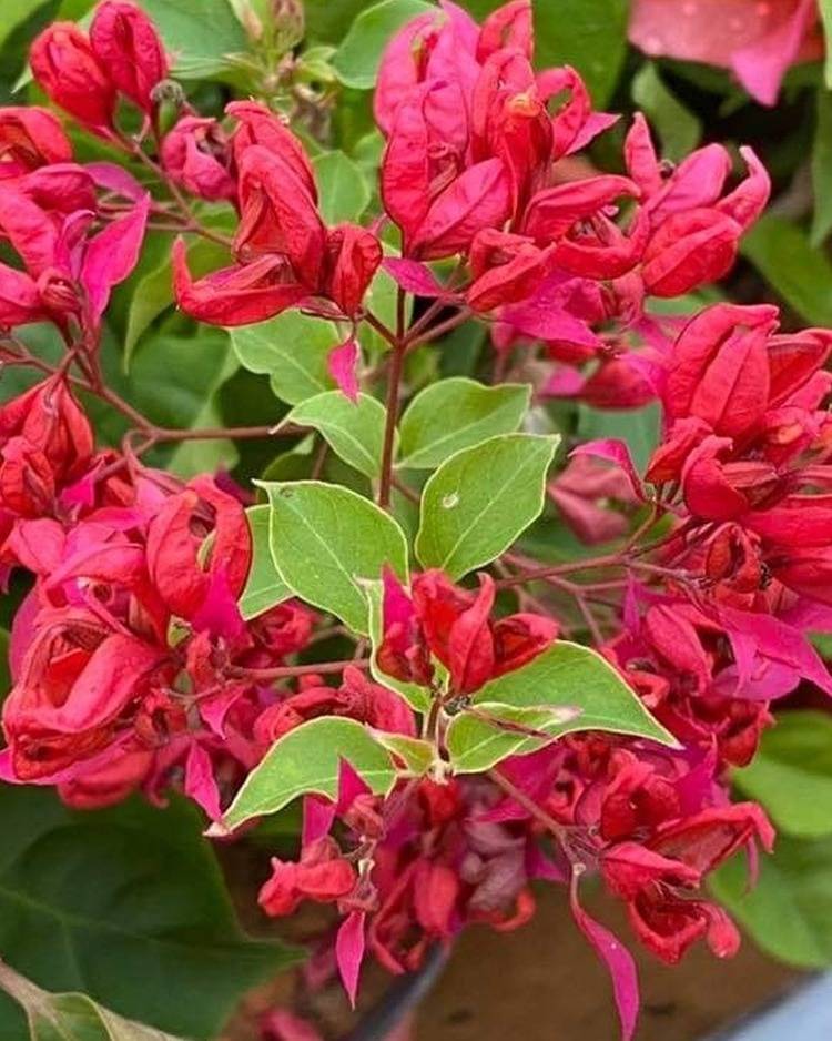 চাইনিজ স্লিপিং বিউটি বাগানবিলাস | Chinese Sleeping Beauty Bougainvillea