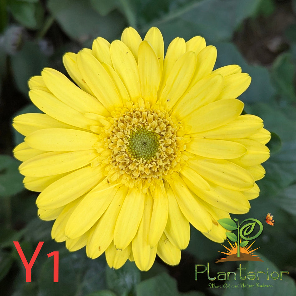 হলুদ জারবেরা ফুল গাছ | Yellow Gerbera Plant | Transvaal daisy Plant