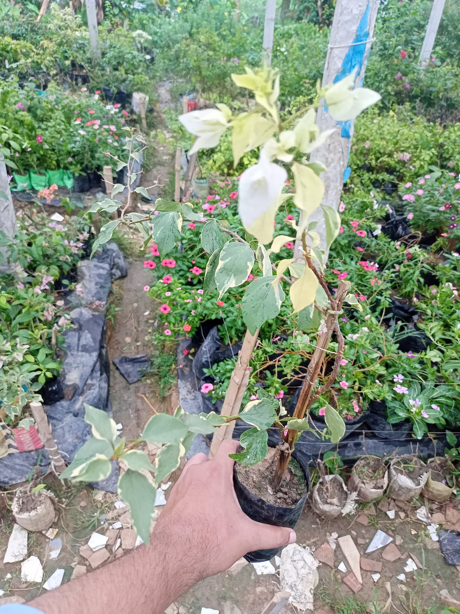বাটারফ্লাই স্প্ল্যাশ বাগানবিলাস | Butterfly Splash Bougainvillea