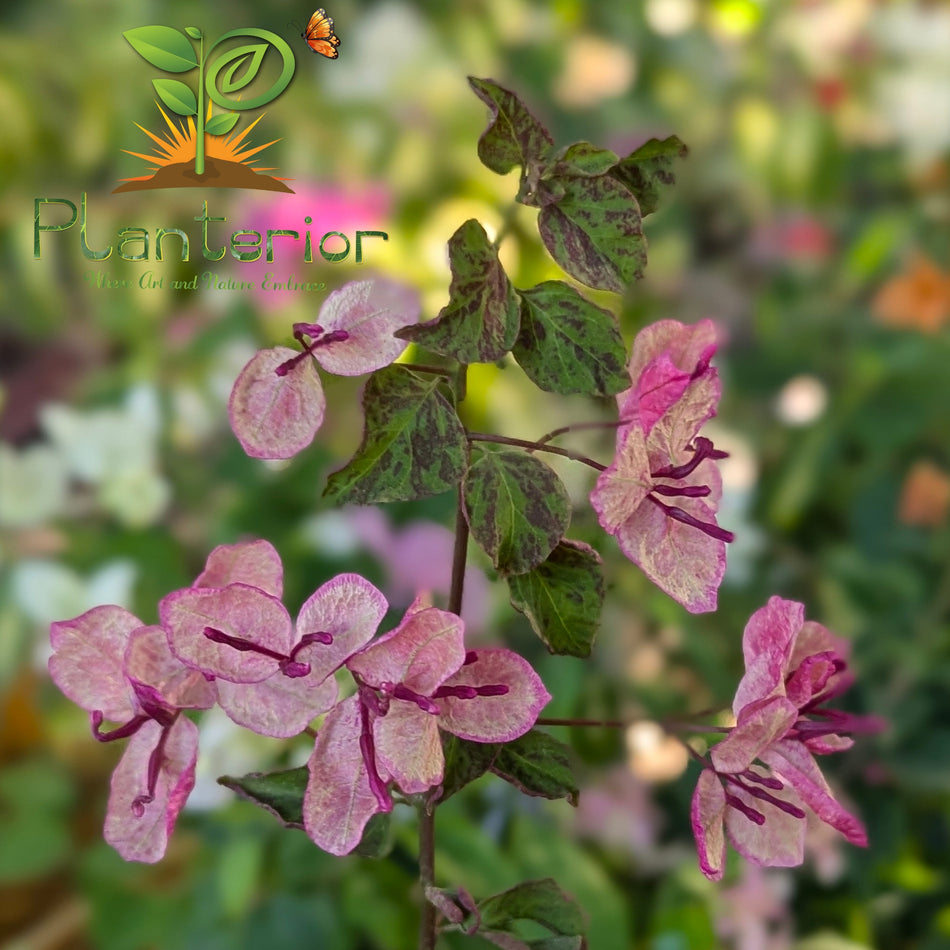 ব্লাক মারিয়া বাগানবিলাস | Black Maria Bougainvillea