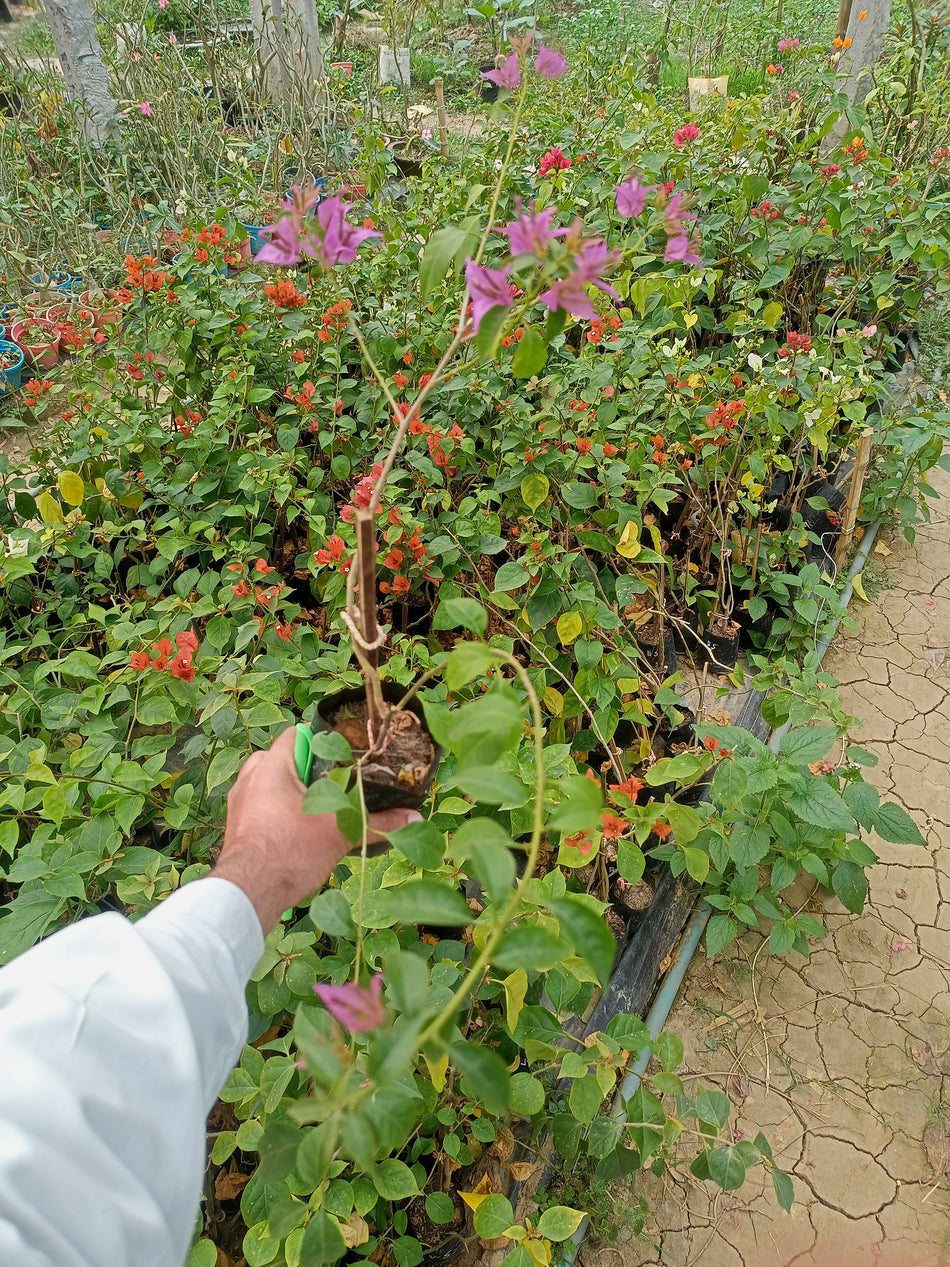 চেন্দাই পারপেল স্টার বাগানবিলাস | Cendai Purple Star Bougainvillea | Cendai Purple Star Baganbilash