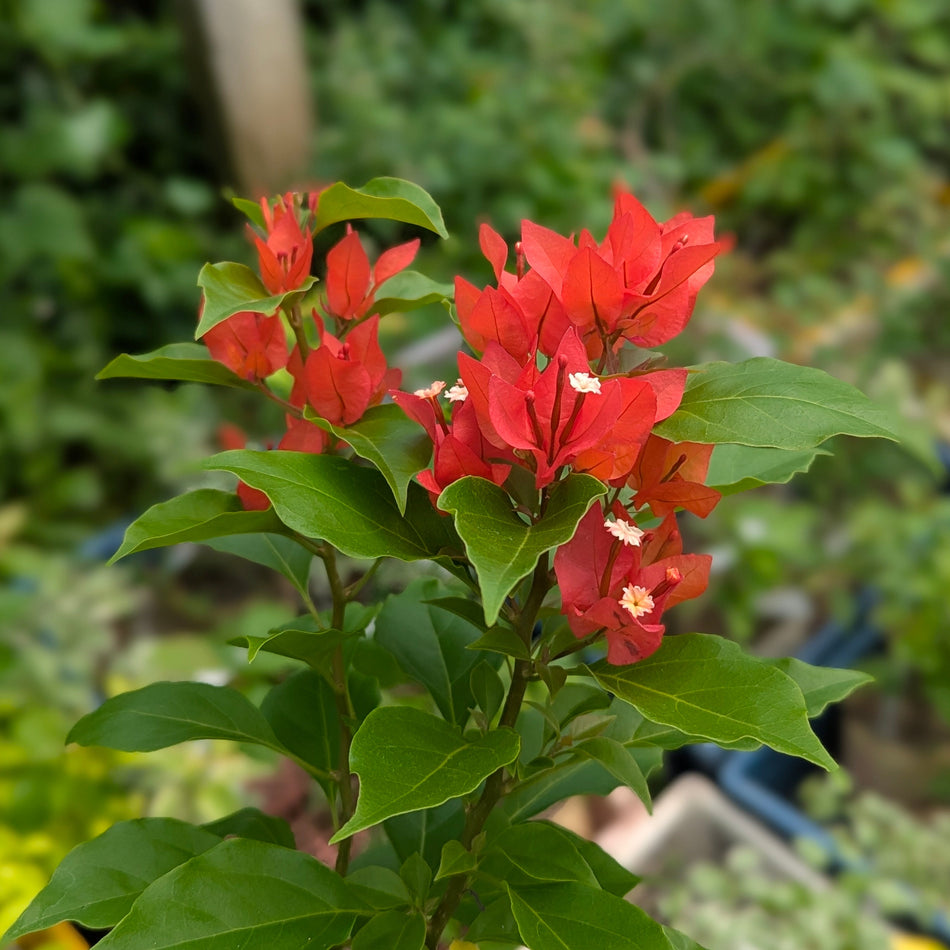 ভেলভেট রেড বাগানবিলাস | Velvet Red Bougainvillea | Velvet Red Baganbilash Grafted