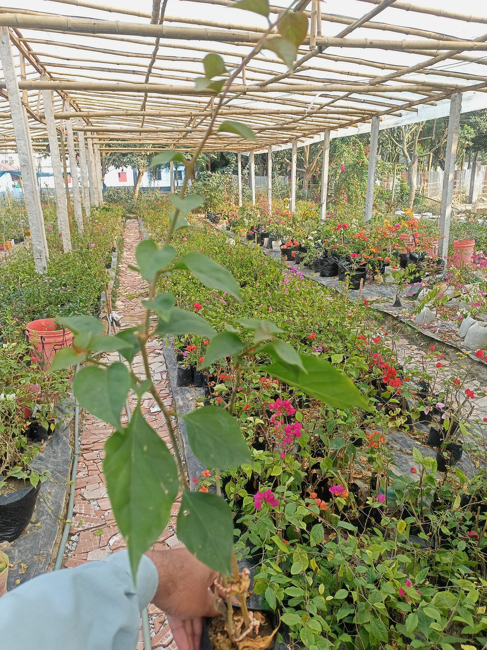 চিত্রা মোনডুরিং বাগানবিলাশ | Chitra Monduring Bougainvillea | Chitra Monduring Baganbilash