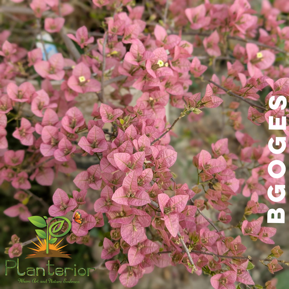 বিগোজেস বাগানবিলাস | BGoges Baganbilash Grafted Rare Verity |  BGoges Bougainvillea
