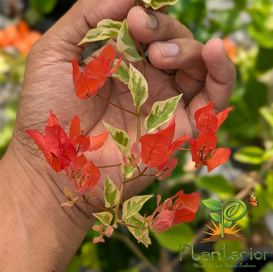 চিলি রেড ভ্যারিগেটেড বাগানবিলাস | Chili Red Variegated Baganbilash | Chili Red Variegated Bougainvillea