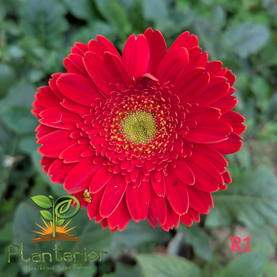 লাল জারবেরা ফুল গাছ | Dwarf Red Gerbera Plant | Transvaal daisy Plant