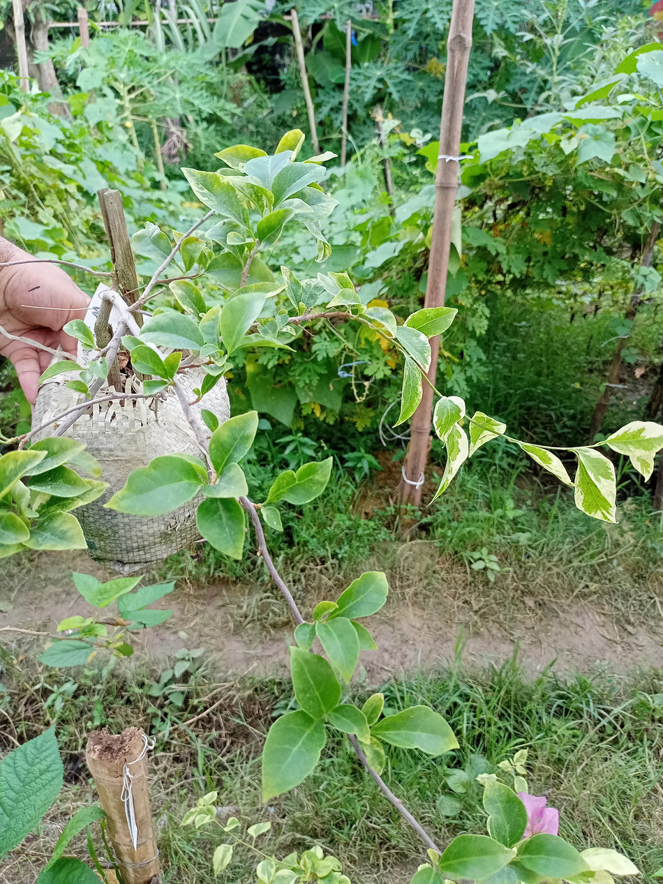 ম্যাজিক লাভ বাগানবিলাশ | Magic Love Bougainvillea | Magic Love Baganbilash