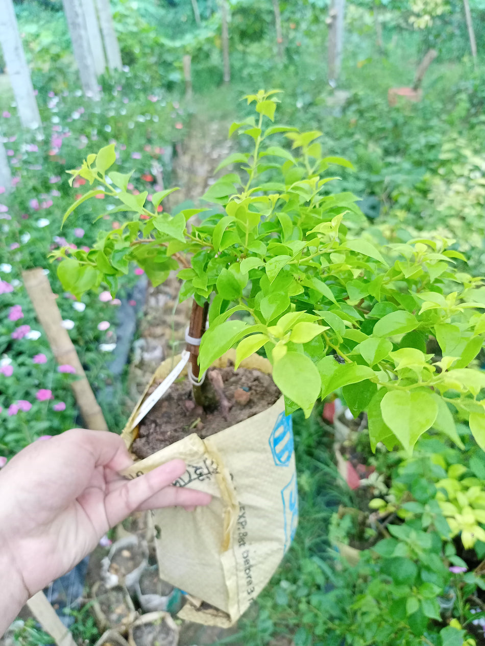 সুইট ড্রিম বাগানবিলাস | Sweet Dream Baganbilash | Sweet Dream Bougainvillea Grafted