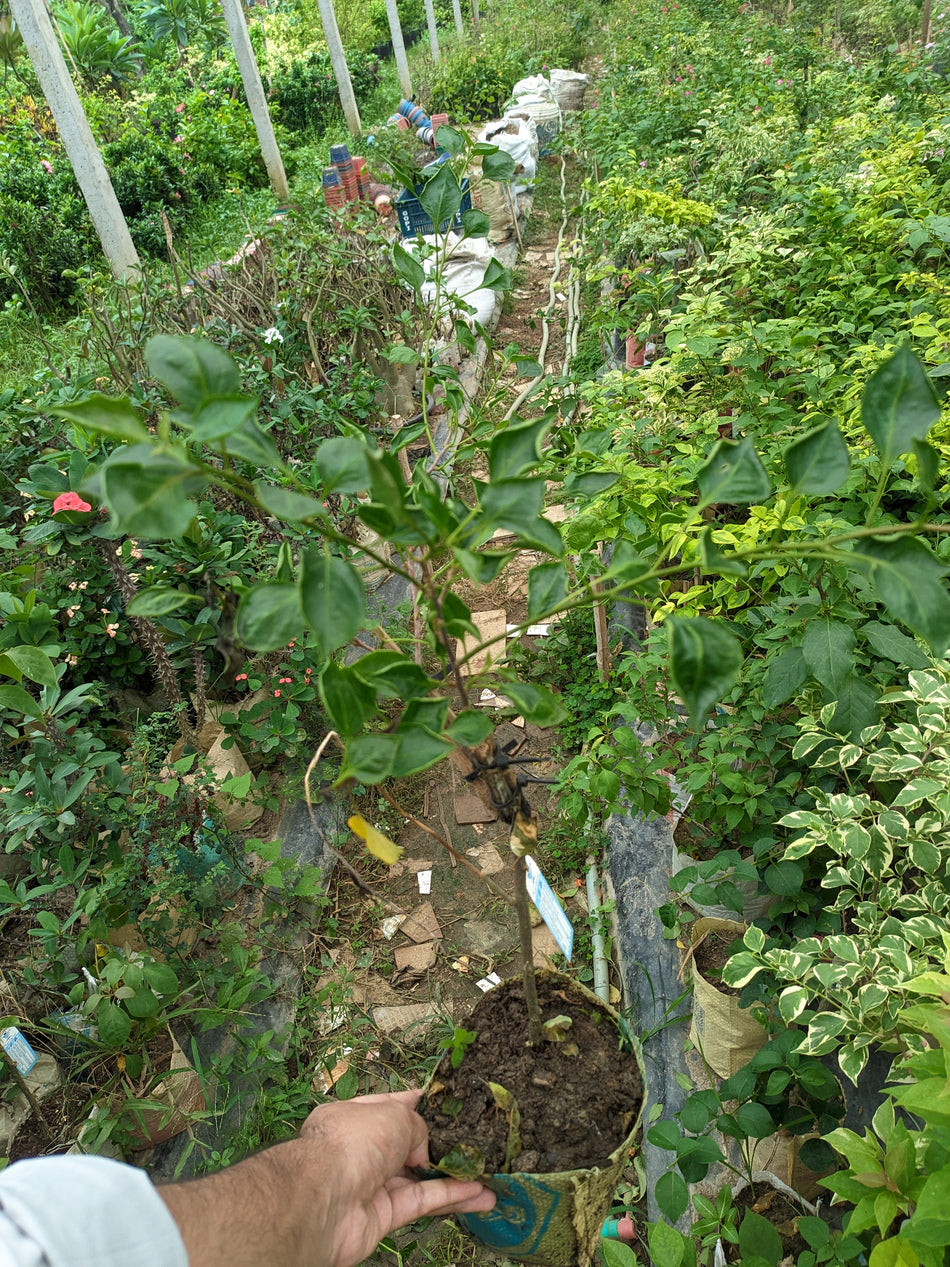 ব্লাক মোনালিসা বাগানবিলাস | Black Monalisa Bougainvillea