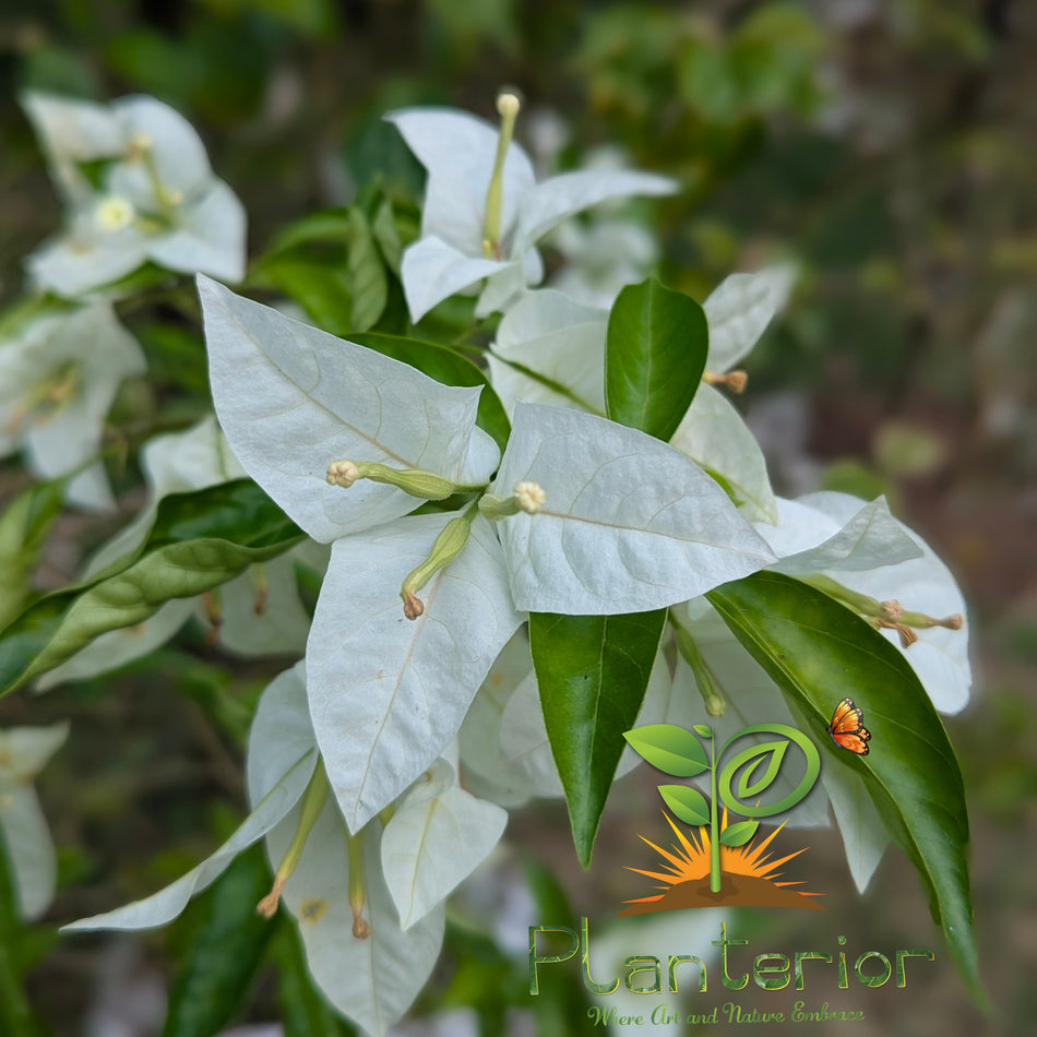 মিস এলিস বাগানবিলাস | Miss Alice Bougainvillea | সাদা বাগানবিলাস