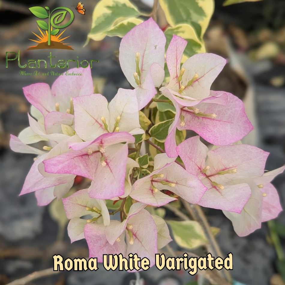 রোমা হোয়াইট ভেরিগেটেড বাগানবিলাস | Roma White Varigrated Bougainvillea | Cream White Variegated Baganbilash Plant