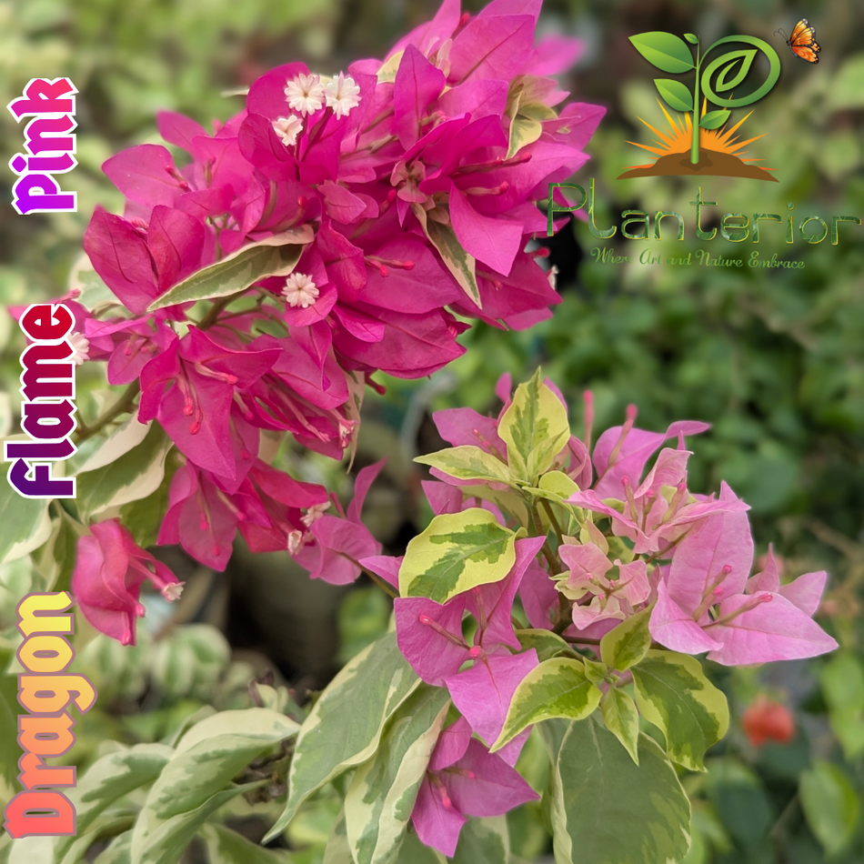 ড্রাগন ফ্লেম পিংক বাগানবিলাস গ্রাফটেড |  Dragon Flame Pink Baganbilash Grafted | Dragon Flame Pink Bougainvillea | Rare Variety Bougainvillea