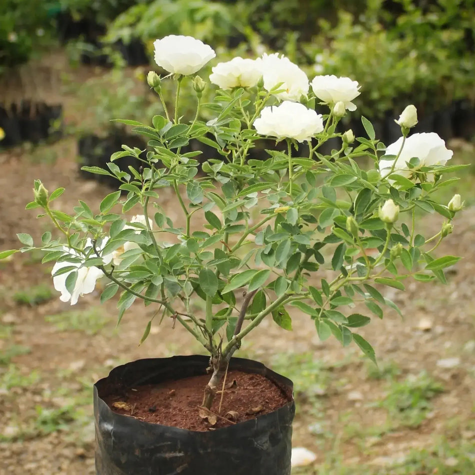 ইন্ডিয়ান সাদা হাজারি গোলাপ | Indian White Hazari Rose | Hajari Golap