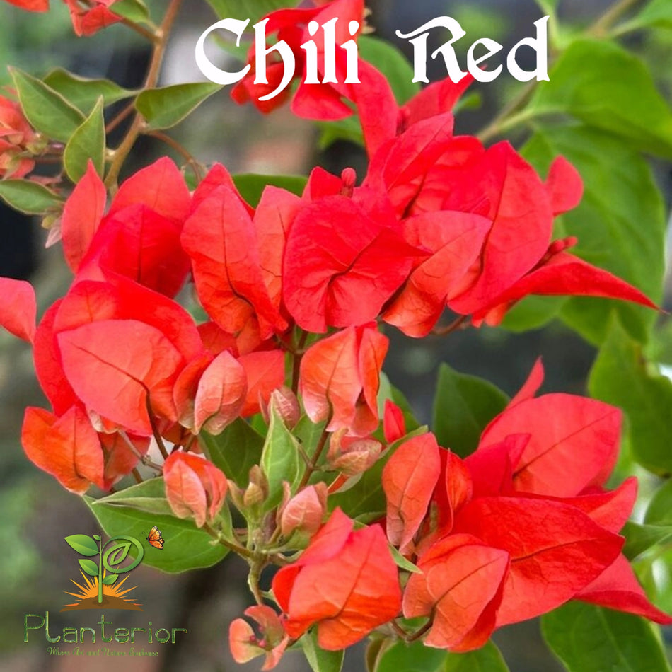 চিলি রেড বাগানবিলাশ | Chili Red Bougainvillea | Chili Red Baganbilash | High Blowing Bougainvillea | লাল বাগানবিলাস
