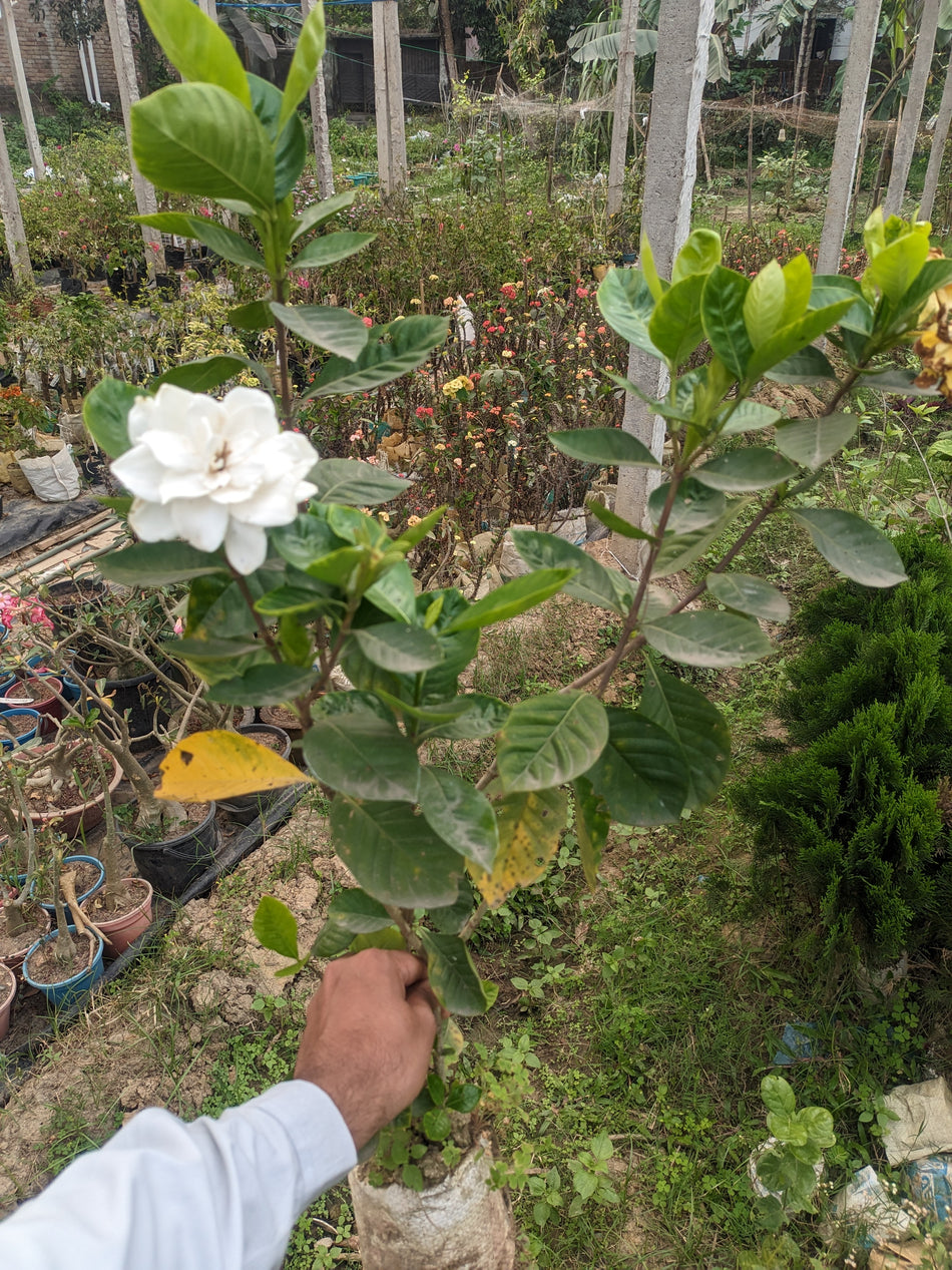 গন্ধরাজ ফুলের চারা | Gardenia Jasminoides