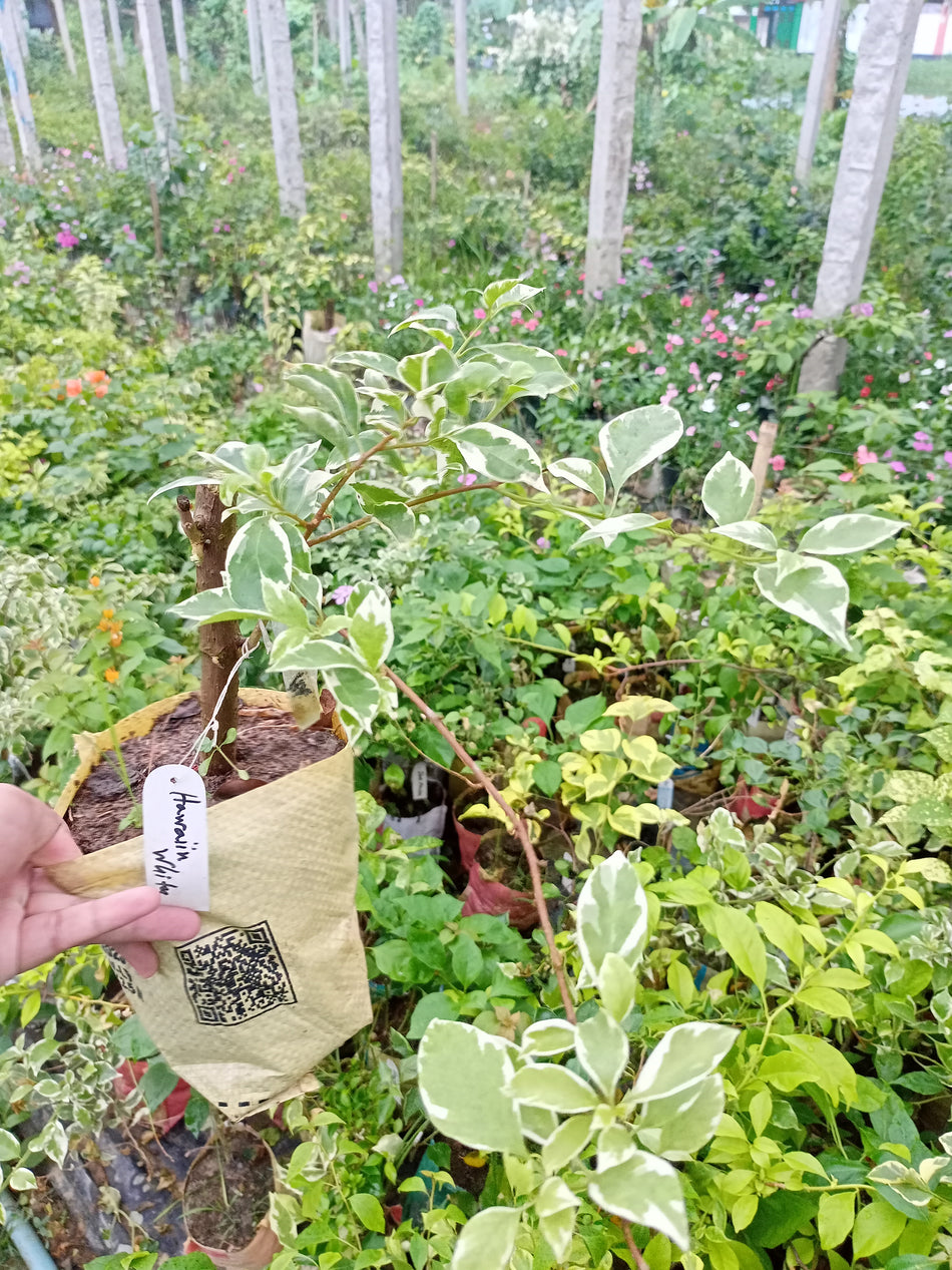 হাওয়াইয়ান হোয়াইট বাগানবিলাস বড় | Hawaiian White Bougainvillea Plant | Hawaiian White Baganbilash