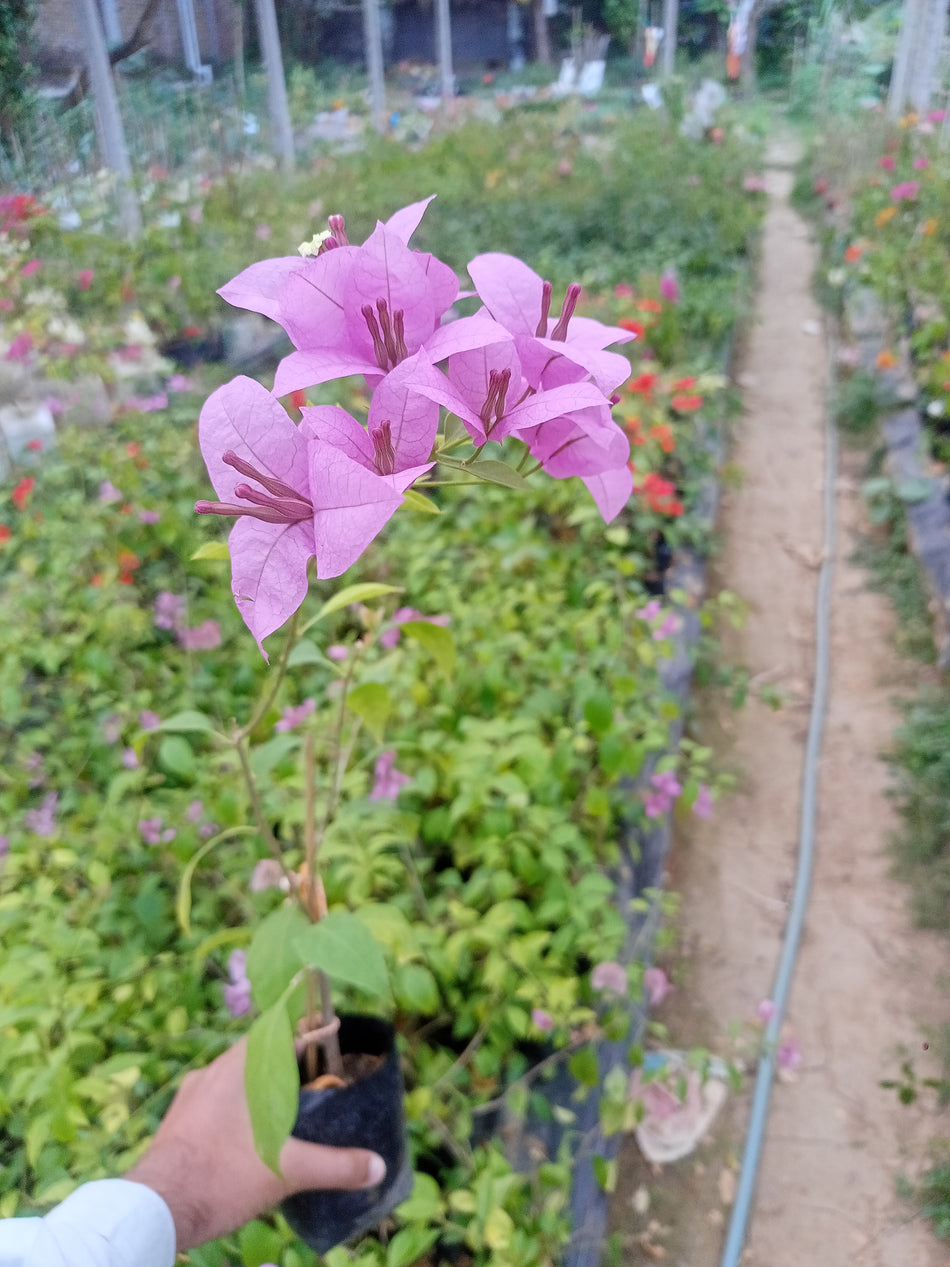 এইচ বি সিং বাগানবিলাস | HB Singh Bougainvillea| Ledy Mama Baganbilash | HB Singh Baganbilash | High Blowing Bougainvillea | বারোমাসি বাগানবিলাশ