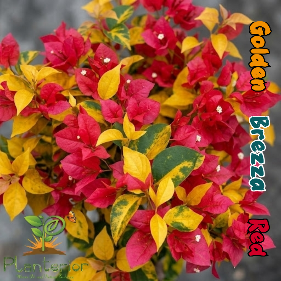 গোল্ডেন ব্রেজা রেড বাগানবিলাস | Golden Brezza Red Baganbilash | Red Bougainvillea Grafted